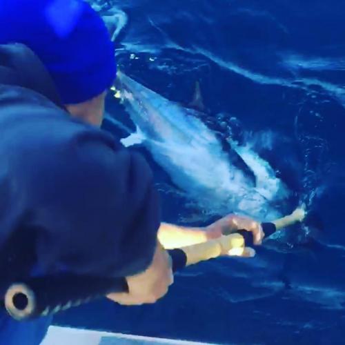 gaff-bft-over-shoulder-e1521868288484